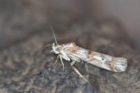 Pempelia alpigenella