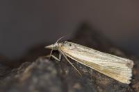Catoptria lythargyrella