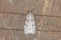 Scoparia subfusca