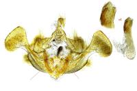 Mesapamea secalella