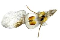 Pempelia alpigenella