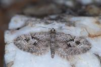 Eupithecia pusillata