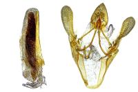Epischnia ampliatella
