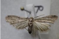 Ephestia woodiella