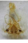 Nycteola revayana