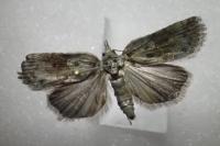 Nycteola revayana