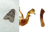 Oligia latruncula