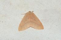 Hylaea fasciaria