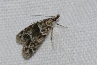 Eudonia mercurella