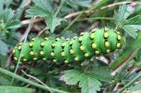 Saturnia pavonia/pavoniella