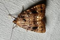 Amphipyra pyramidea/Amphipyra berbera