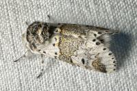 Furcula furcula