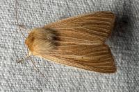 Mythimna pallens