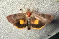 Noctua janthina
