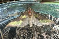 Diachrysia chrysitis