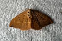 Watsonalla binaria