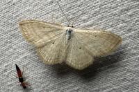 Scopula immutata