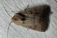 Hoplodrina ambigua