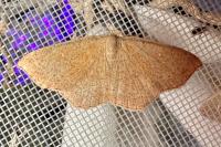 Cyclophora ruficiliaria