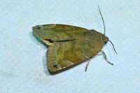 Cosmia affinis