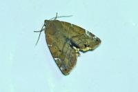Cosmia affinis