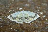 Cyclophora annularia