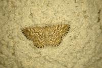 Scopula tessellaria