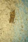 Etiella zinckenella