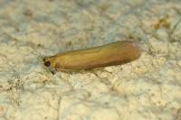 Oncocera semirubella