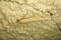 Manulea complana/pseudocomplana