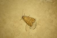 Loxostege sticticalis