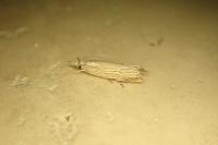 Metacrambus carectellus