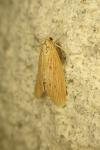 Ematheudes punctella