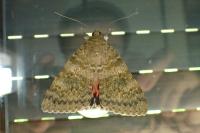 Catocala elocata