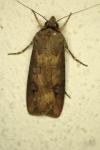 Agrotis ipsilon