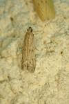 Phycitodes