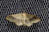 Idaea aversata
