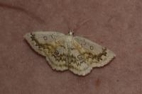 Cyclophora annularia