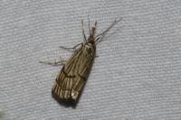 Chrysocrambus linetella