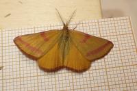 Lythria purpuraria