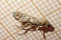 Pempeliella ornatella