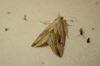 Evergestis forficalis