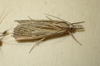 Pediasia fascelinella