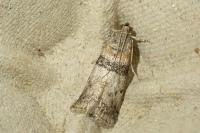 Sciota rhenella