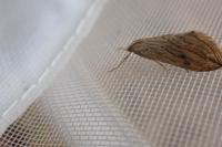 Evergestis forficalis