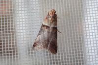 Acrobasis tumidana