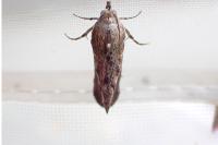 Galleria mellonella