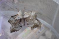 Laothoe populi