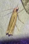 Ancylolomia tentaculella