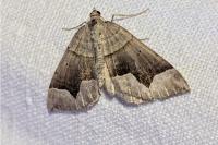 Scotopteryx moeniata